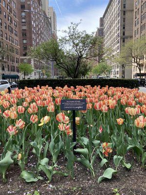 Park Avenue Malls in Carnegie Hill 05/03/22