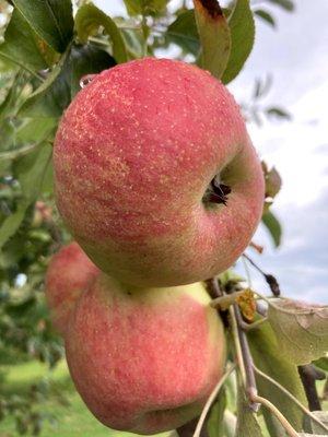 U-Pick Apple Season begins now!