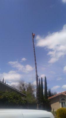 Palm tree removal