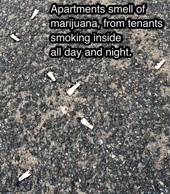 Marijuana left all over the parking lot.