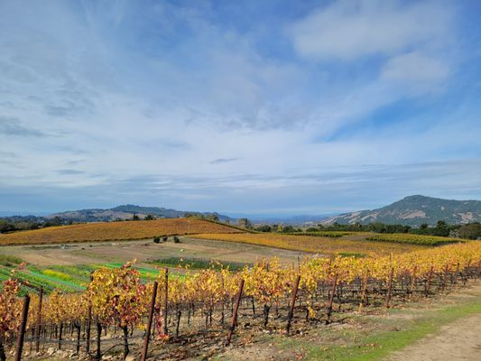 Views over the vines off Sonoma Mountain. En route to the Wishing Tree.