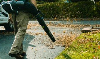 Leaf Clean Up