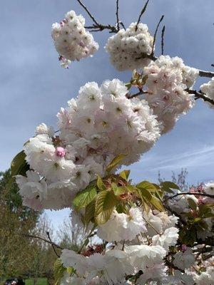 Some blossoms.