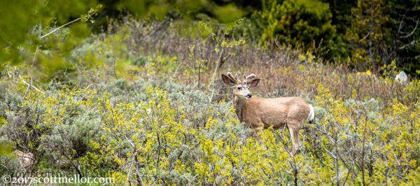 Buck Deer in Velvet antlers in the spring of 2017.