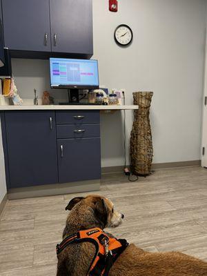 My pup at ease in the exam room.