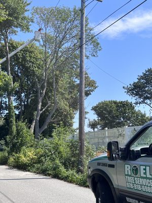 Tree trimming