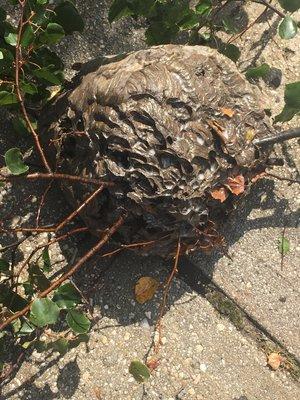 Another job well done. This nest was about 20 ft up in the air