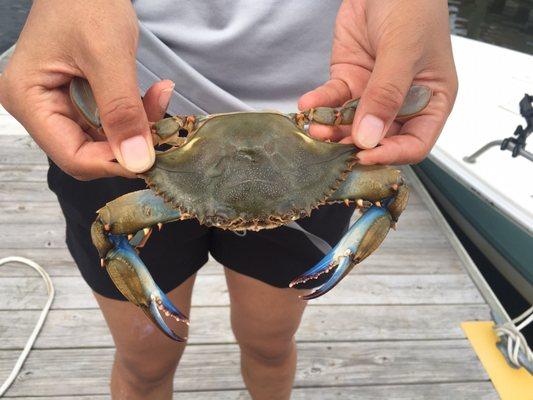 Went shrimping but caught 14 crabs!