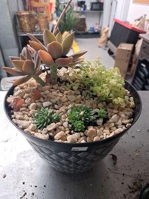 Succulents bowl...