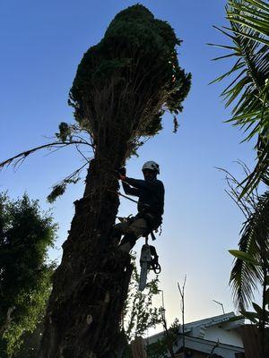 Pine tree removal