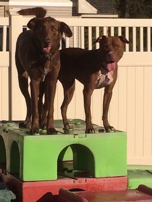 Floyd and Duke enjoying the sunshine in our huge outdoor play yard!