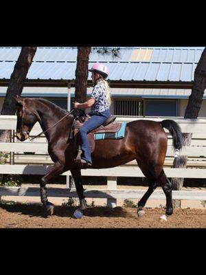 Western riding lessons available