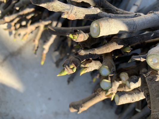 Fig cuttings