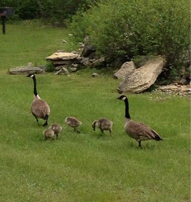 More baby Geese