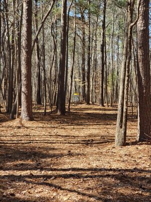 Stumpy Creek Disc Golf Course