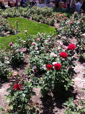 Rose Garden