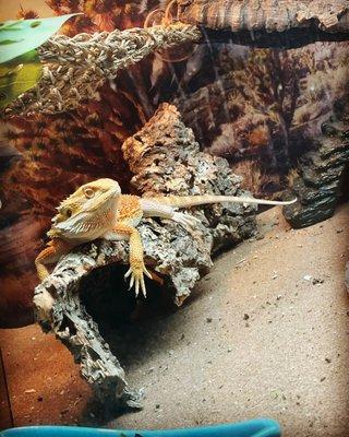 Bearded dragon