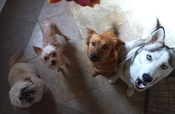 Treat time!! #treats #dogs #cutedogs #dogsitting #doglover