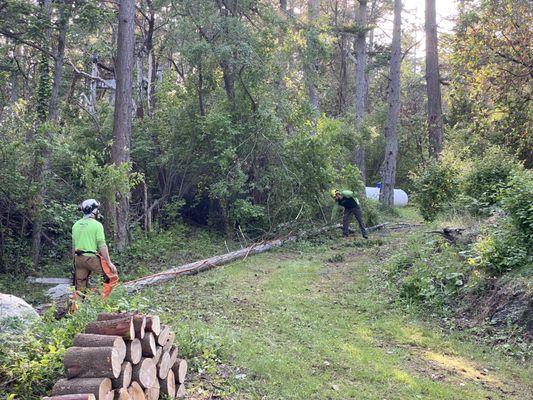 Crew fells dead fir tree with no damage to surrounding property