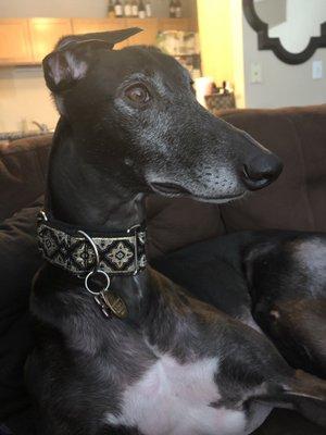 My handsome greyhound adopted from Northern Lights Greyhound adoption group. He is so friendly and lazy, makes the best cuddle bug!