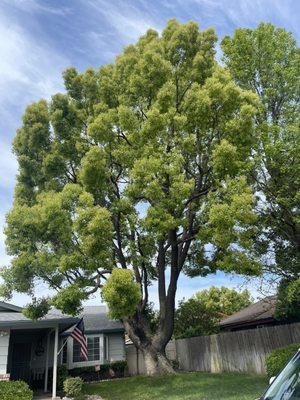 Tree after being trimmed.