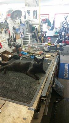 This is "Nacho" our shop cat...she runs the joint.