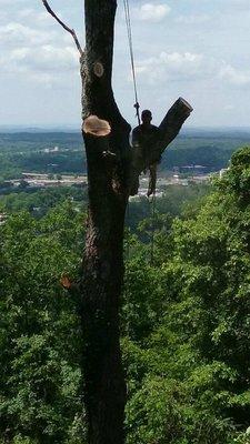 Oak trees we cut to open this view.