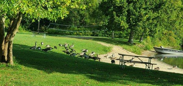 Small beach & birds like to visit.