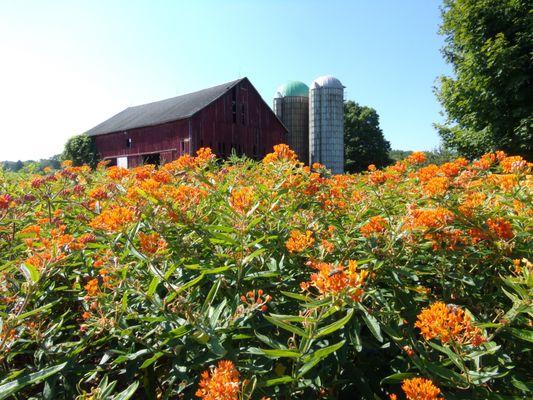 Asclepias tuberosa (Butterfly Milkweed)