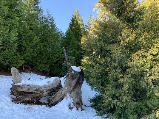 Falling trees just of walking path towards the clubhouse