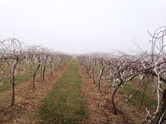 Vineyard in the winter