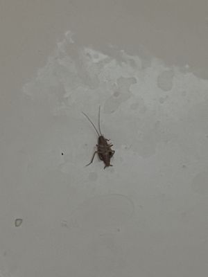 Roaches in my tub.