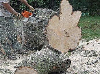 We provide tree services and stump removal