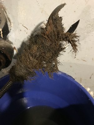 tree roots removed from sewer line