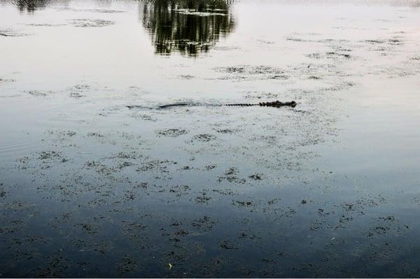 The gator in the pond behind the restaurant!