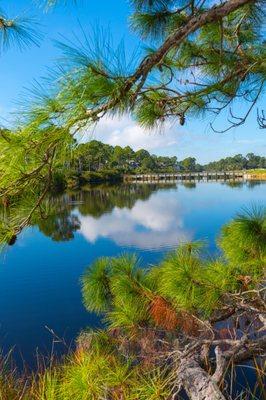 Pine trees framing the waterway.  There is a small gator in this water.