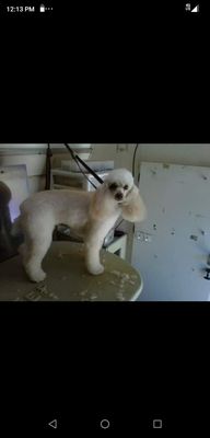 Toy poodle