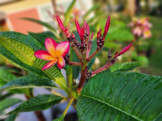 Plumeria.Glorea ,Exotic Incense Garden