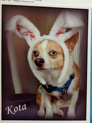 The photo they included at Kota's last visit is very festive! Happy Easter! From Kota the Easter BunnyDog.