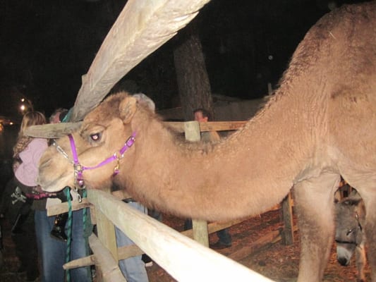 Yes, there was a camel in Florida... during the winter