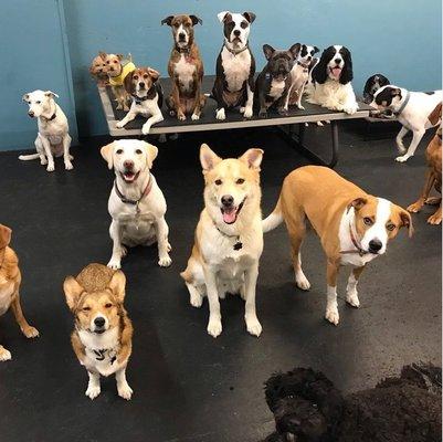 Active! Dog Daycare and Boarding