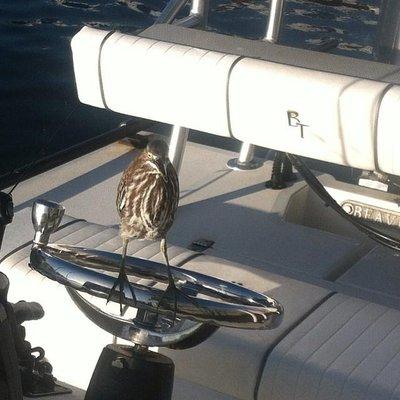 Key West Green Heron