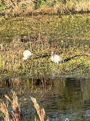 White Ibis