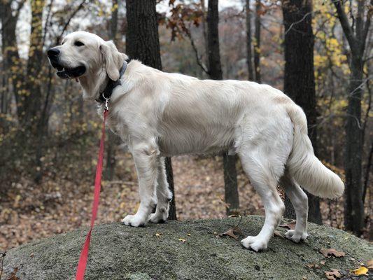 Beau is enjoying his hike in the Blue Hills and marveling over the Fall foliage.