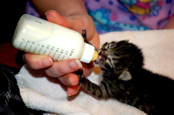 Without the help of Animal Outreach of the Mother Lode, kittens like this "bottle baby" would never have survived.