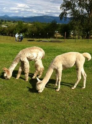 Kokopelli and Smuggler, buddies grazing.