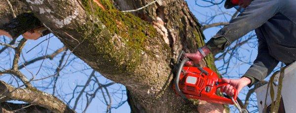 Palacios Tree Service