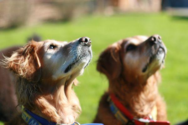 Charlie and Fin always looking for cookies!