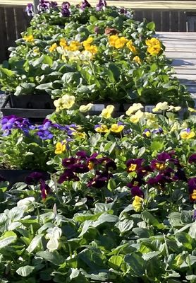 Pansies for early spring and late fall chilly weather