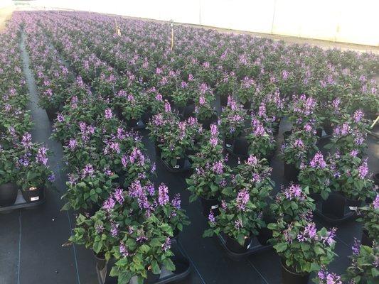 Beautiful crop of plectranthus!!